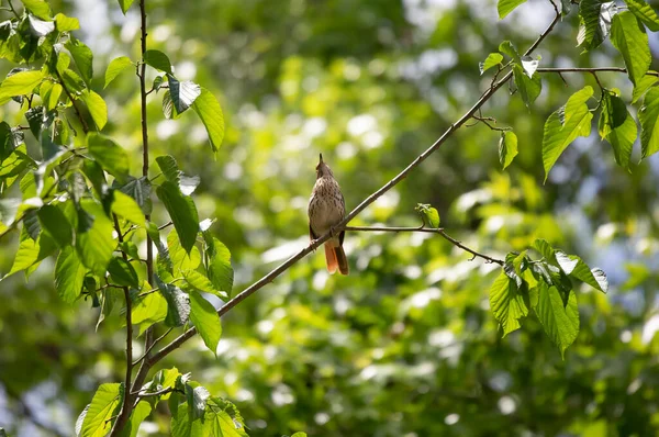 Bruine Thrasher Toxostoma Rufum Die Opkijkt Vanaf Zijn Zitplaats Een — Stockfoto