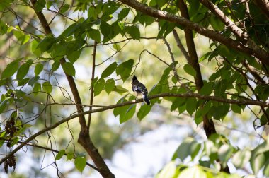Mavi alakarga (siyanocitta cristata) bir ağaç dalındaki levrekten cıvıldıyor