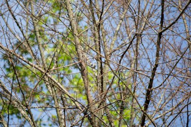 Meraklı mavi-gri sinek yakalayıcı (Polioptila caerulea) güzel bir günde görkemli bir şekilde bir ağaç dalından dışarı bakıyor