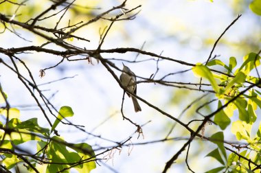 Mavi-gri sinek yakalayıcı (Polioptila caerulea) bir ağaçtan görkemli bir şekilde yukarı bakıyor