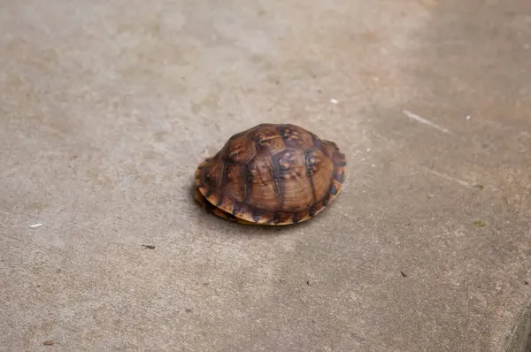 Tortuga Caja Oriental Terrapene Carolina Carolina Caparazón Sobre Cemento — Foto de Stock