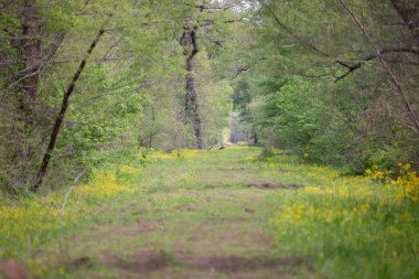 Çamur, yeşil çimen ve sarı çiçekler ormandaki temiz bir patika boyunca.