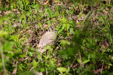 Küçük dokuz bantlı armadillo (Dasypus novemcinctus) ot ve yabani otlardaki böcekleri arıyor