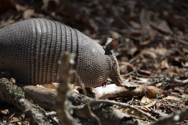 Dokuz bantlı armadillo (Dasypus novemcinctus) ölü yaprak ve dallarda böcek arıyor.