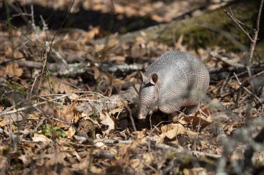 Dokuz bantlı armadillo (Dasypus novemcinctus) ölü yaprak ve dallarda böcek arıyor.
