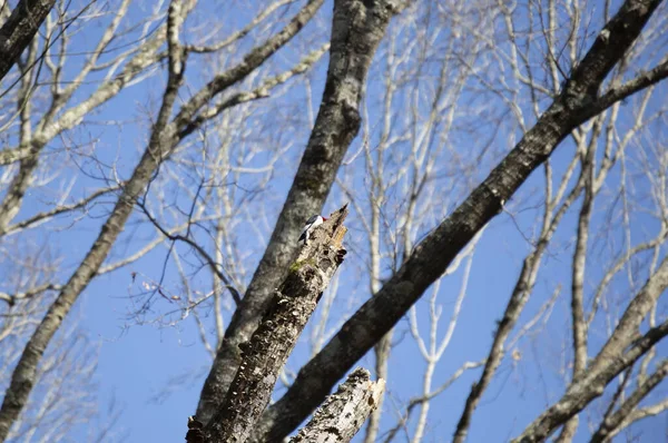 枯れ木の幹に生える成人のアカゲザル メラネロープ — ストック写真
