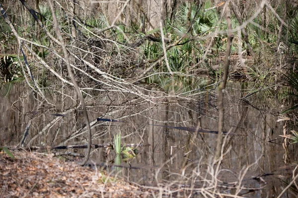 Ramas Muertas Que Han Desembarcado Aguas Poco Profundas Estancadas — Foto de Stock