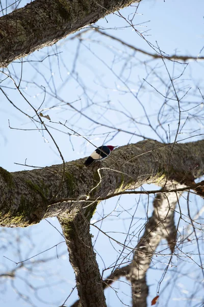 Adult Red Headed Woodpecker Melanerpes Erythrocephalus Turning Its Head Upside — Stock Photo, Image