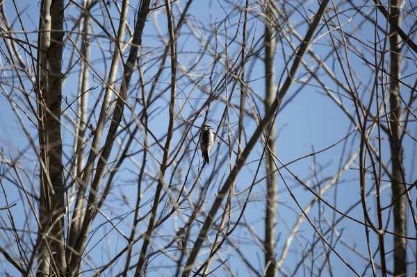 Pic Picoides Pubescens Majestueux Duveteux Regardant Curieusement Depuis Perche Sur — Photo