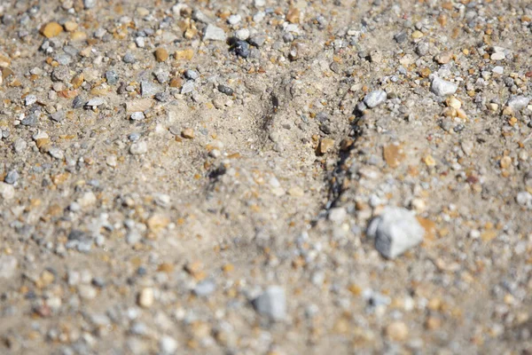 Nahaufnahme Einer Kojotenspur Canis Latrans Schlammigen Sand — Stockfoto