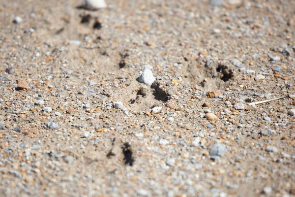 Hirschspuren Odocoileus Virginianus Führen Auf Einem Feldweg Einen Pfad Hinunter — Stockfoto