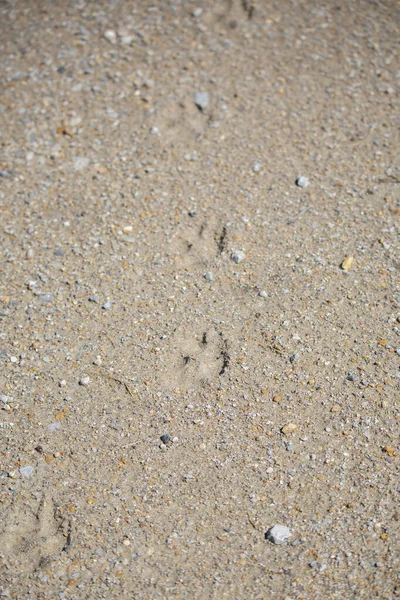 Pistes Coyote Canis Latrans Descendant Sentier Sur Chemin Terre — Photo