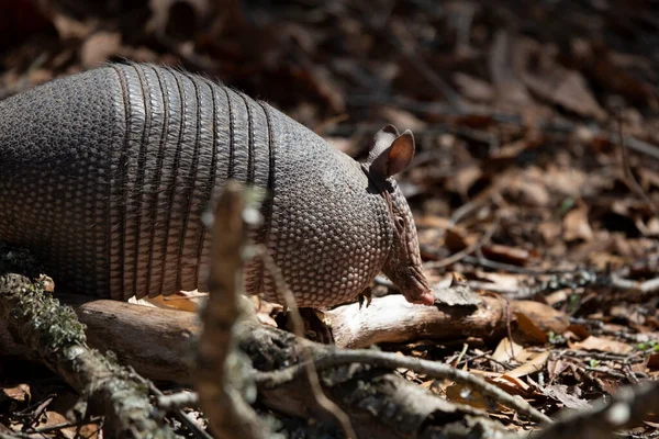 Negen Banded Armadillo Dasypus Novemcinctus Zoek Naar Insecten Dode Bladeren — Stockfoto