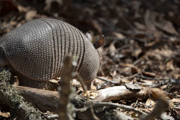 Dokuz bantlı armadillo (Dasypus novemcinctus) ölü yaprak ve dallarda böcek arıyor.