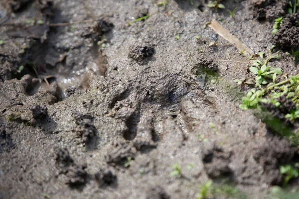 泥の中のタヌキの足跡のペア ロイヤリティフリーのストック写真