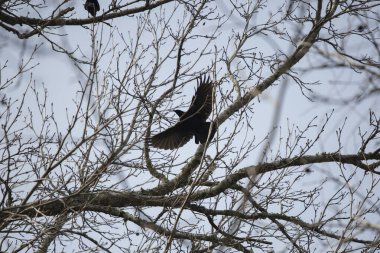 Amerikan kargası (Corvus brachyrhynchos) bir ağaç dalından uçuyor