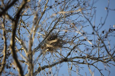 Dikkatli sedir kanadı (Bombycilla cedrorum) büyük bir yuvanın yakınına bakıyor
