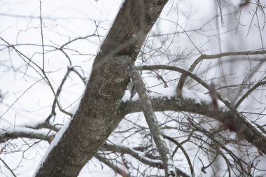 Carolina chickadee (Poecile carolinensis) soğuk ve kasvetli bir günde karlı bir ağaç gövdesine tünedi.