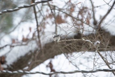 Karlı bir dala bakan Carolina chickadee (Poecile carolinensis) 