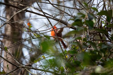 Kuzey Kardinali (Cardinalis Cardinalis) bir ağaçtaki tüneğinden dışarı bakar.