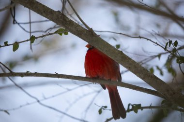 Erkek kuzey kardinali (Cardinalis cardinalis), bir ağaç dalının arkasına gizlenmiş olan arması ile