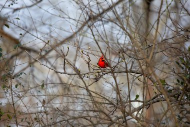 Kuzey Kardinali (Cardinalis Cardinalis), tepesi yukarıda, bir ağaçtaki tüneğinden etrafına bakıyor.