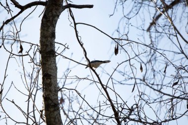 Görkemli mavi karga () Cyanocitta cristata, gagasında aperatifle uçmaya hazır.