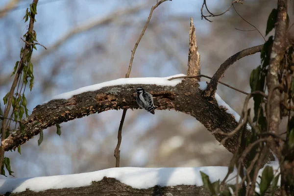 雌性绒毛啄木鸟 Picoides Pubescens 在雪地覆盖的树枝边觅食 — 图库照片