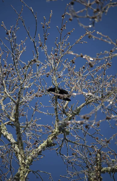 Corvo Americano Corvus Brachyrhynchos Acenando Aviso Poleiro Ramo Gelado — Fotografia de Stock