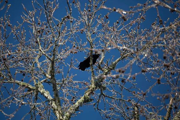 Осторожный Американский Ворон Corvus Brachyrhynchos Смотрящий Окуня Ледяную Ветку — стоковое фото