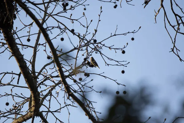 Ciekawy Cedr Woskowy Bombycilla Cedrorum Rozglądający Się Okonia Gałęzi Drzewa — Zdjęcie stockowe