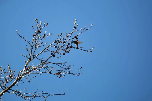 Sedir Ağacı Bombycilla Cedrorum Bir Ağacın Etrafında Arama Yapıyor — Stok fotoğraf