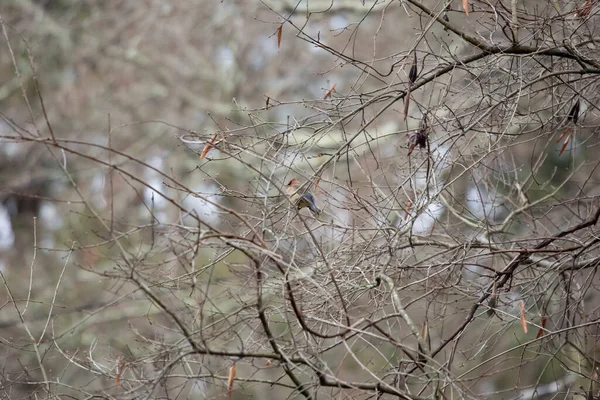 Ceder Waxwing Bombycilla Cedrorum Uitkijkend Vanuit Een Boom Ledemaat — Stockfoto