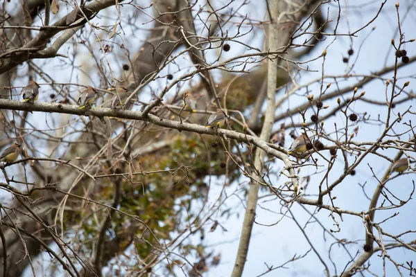 Flock Cedar Waxwings Bombycilla Cedrorum Perched Tree Limb — Stock Photo, Image