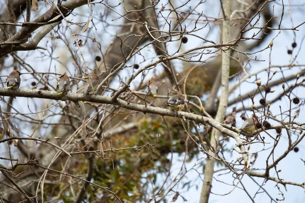 Manada Alas Cera Cedro Bombycilla Cedrorum Encaramadas Una Rama Árbol — Foto de Stock