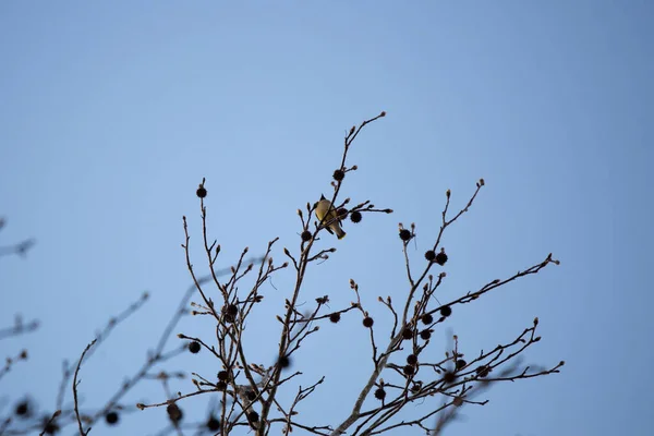 Nieuwsgierig Majestueus Cederwaxen Bombycilla Cedrorum Aan Een Boom — Stockfoto