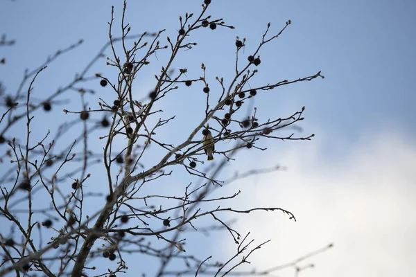 Majestic Cédrus Waxwing Bombycilla Cedrorum Mögé Bújva Egy Sarkantyú Egy — Stock Fotó