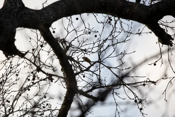 Görkemli Sedir Kanadı Bombycilla Cedrorum Bir Ağaç Dalında Tüneğinden Uçmaya — Stok fotoğraf