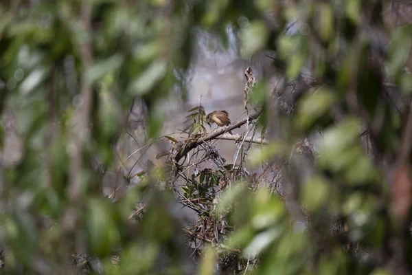 Carolina Wren Thryothorus Ludovicianus Afilando Pico Una Rama — Foto de Stock