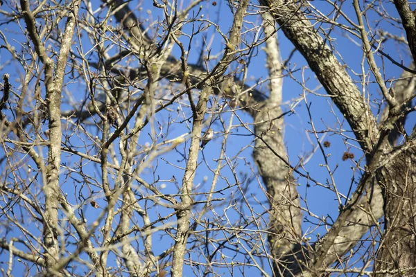 枝につく黄色いランプ状のもの 瀬戸畑コロナタ は明るい青の日に — ストック写真