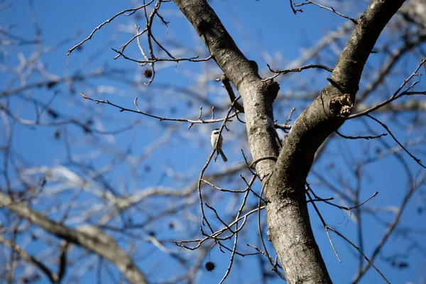 Каролинский Цыпленок Poecile Carollessis Отворачивающийся Своего Окуня Крышке Дерева — стоковое фото