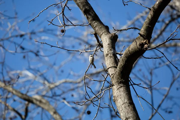 Carolina Csirkefogó Poecile Carolinensis Amely Elfordítja Ülőrúdját Egy Végtagján — Stock Fotó