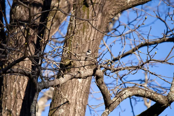 卡罗莱纳小鸡 Poecile Carolinensis 栖息在树枝上 吃着小吃 — 图库照片