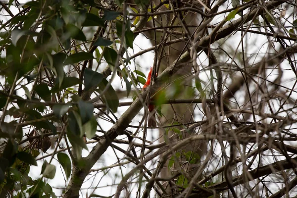 Männlicher Kardinal Cardinalis Cardinalis Singt Von Seinem Stuhl Aus — Stockfoto