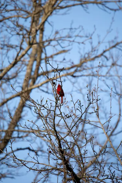 Mannelijke Noordelijke Kardinaal Cardinalis Cardinalis Een Boomtak — Stockfoto