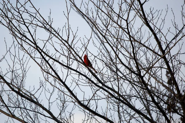 Cardenal Macho Del Norte Cardinalis Cardinalis Cantando Desde Una Percha — Foto de Stock