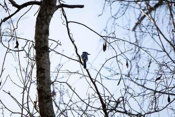 Gaio Azul Cyanocitta Cristata Olhando Sobre Seu Ombro Seu Poleiro — Fotografia de Stock