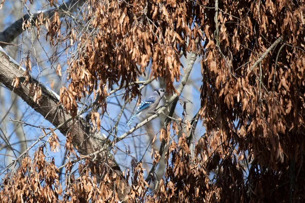 在明亮的蓝天 Cyanocitta Cristata 在白雪覆盖的树枝上觅食 — 图库照片