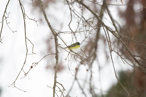 在寒冷 灰蒙蒙的日子里 好奇的成人蓝头发独眼怪 Vireo Solitarius 从树枝上环视四周 — 图库照片