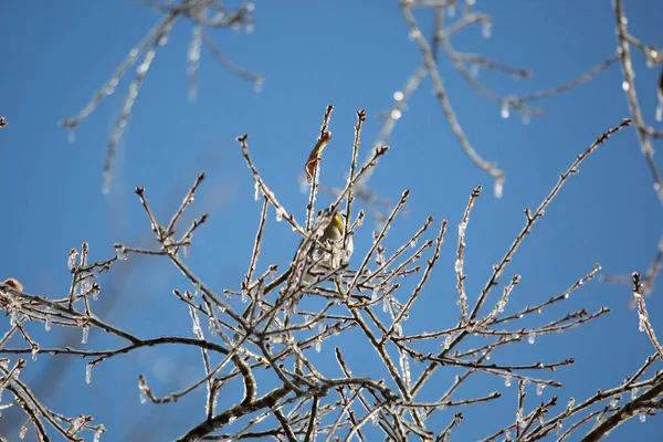 Goldfinch Americano Spinus Tristis Atrás Galhos Árvores Cobertas Gelo — Fotografia de Stock